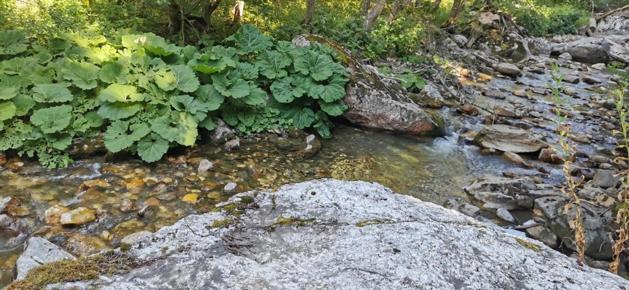 Pinetrees Lodge Plav Dış mekan fotoğraf